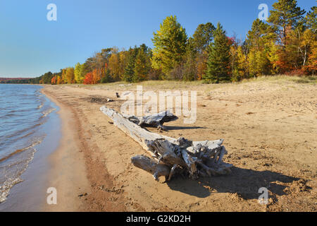 Driftwood sur rivage sablonneux du lac Supérieur, le Parc Provincial Batchawana Bay Ontario Canada Banque D'Images