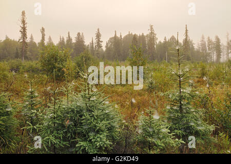 Toiles d'araignée sur les jeunes arbres de l'épinette dans le brouillard matin Ear Falls Ontario Canada Banque D'Images