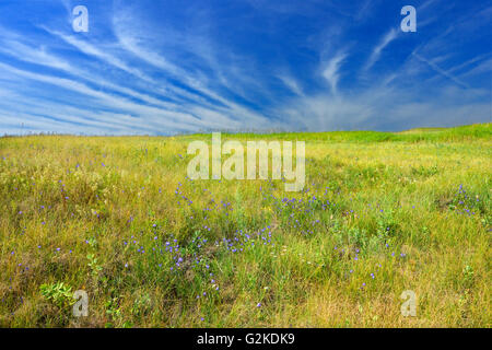 Harebells (Campanula rotundifolia) sur un paysage de prairie Baljennie Saskatchewan Canada Banque D'Images