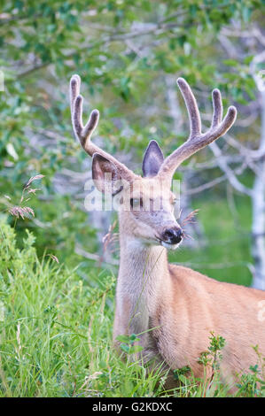 Mule Deer Buck, Odocoileus hemionus dans les hautes herbes, les bois de velours, Waterton Lakes National Park, Alberta, Canada Banque D'Images