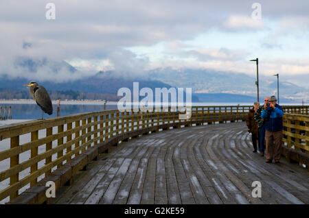 Prendre une photo d'un héron sur le quai le long du lac Shuswap à Salmon Arm, Colombie-Britannique, Canada. Aucun modèle de presse. Banque D'Images