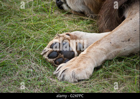 Une patte du lion blessé dans le Masai Mara, Kenya Banque D'Images