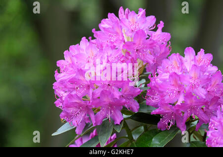 Rhododendron rose fleurs Banque D'Images