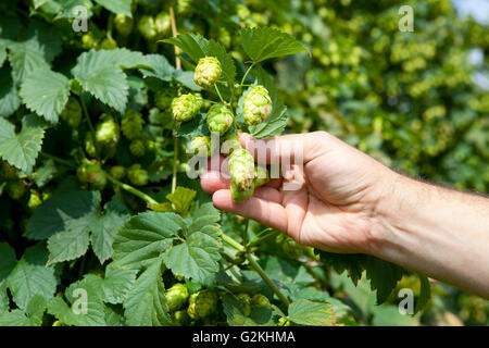 Contrôle de la qualité de l'agriculteur le houblon Banque D'Images