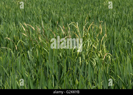 Blackgreass, Alopecurus myosuroides, mauvaises herbes graminées floraison dans une récolte de blé d'hiver, Mai Banque D'Images