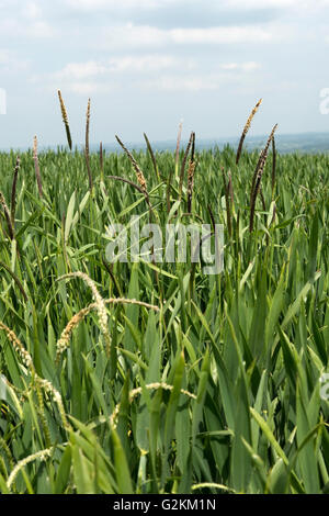 Blackgreass, Alopecurus myosuroides, mauvaises herbes graminées floraison dans une récolte de blé d'hiver, Mai Banque D'Images