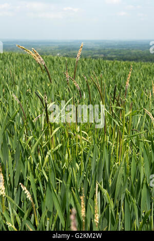 Blackgreass, Alopecurus myosuroides, mauvaises herbes graminées floraison dans une récolte de blé d'hiver, Mai Banque D'Images