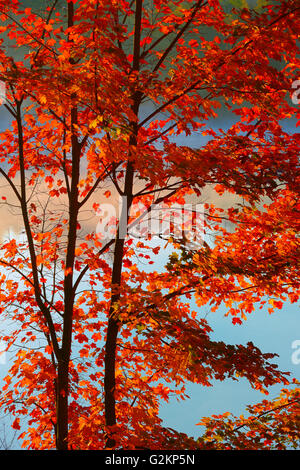 Érable à sucre le jour's Lake Ontario Canada Dorset Banque D'Images