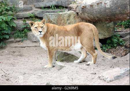 Une lionne dans un zoo Artis, à Amsterdam Banque D'Images