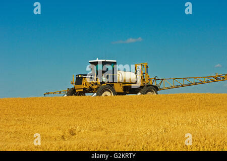 L'application de glyphosate (Roundup1) sur le blé var. Superbe  Fairlight Saskatchewan Canada Banque D'Images