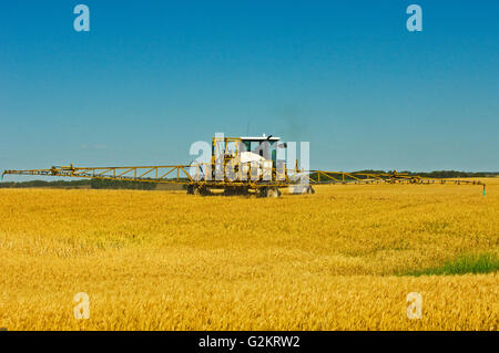 L'application de glyphosate (Roundup1) sur le blé var. Fairlight superbe Saskatchewan Canada Banque D'Images