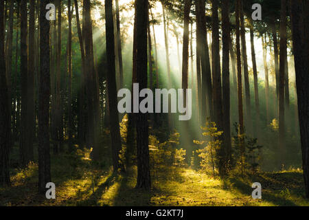 Sumbeams dans une forêt de pins, Harz en Allemagne Banque D'Images