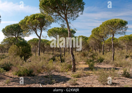 Forêt de pins dans le Parc National de Donana, Huelva, Andalousie, Espagne, Europe Banque D'Images