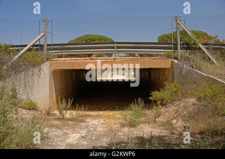Le passage inférieur du chemin de Linx ibérique (Lynx pardinus), Parc National de Donana, province de Huelva, Andalousie, Espagne, Europe Banque D'Images