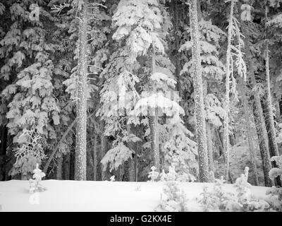 Arbres couverts de neige en hiver Banque D'Images