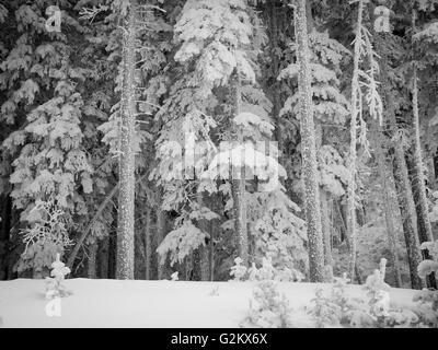 Arbres Snow-Covered, Santa Fe, New Mexico, USA Banque D'Images