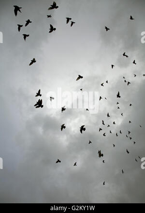 Troupeau de pigeons voler contre Nuages Banque D'Images