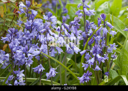 Gros plan sur la floraison de Bluebells dans un bois du Wiltshire, Angleterre, Royaume-Uni Banque D'Images