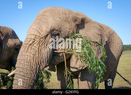 Branches de l'alimentation de l'eléphant d'Afrique à Knysna, Afrique du Sud Banque D'Images