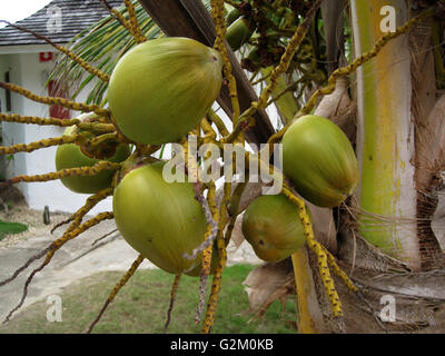 Arbre généalogique sur coco prêt à boire. Les jeunes de coco, ...connu localement comme ..JELLY... délicieux servi froid Banque D'Images