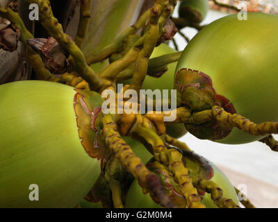 Arbre généalogique sur coco prêt à boire Banque D'Images