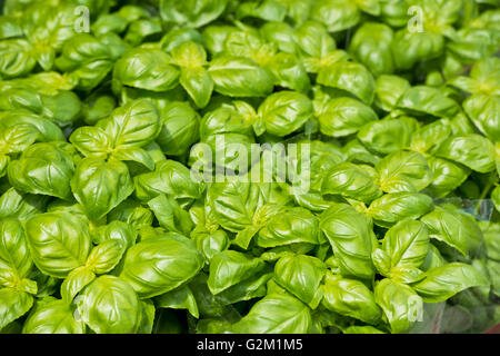 Des pots de basilic vert au marché à la ferme Banque D'Images