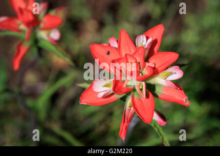 Un de près de l'indian paintbrush fleur. Banque D'Images