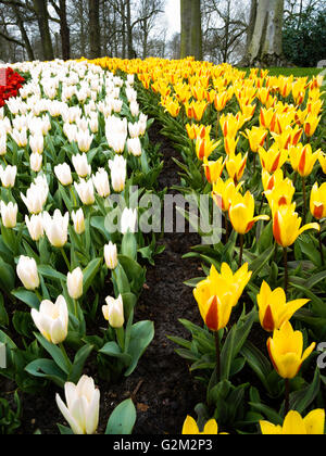 Les visiteurs visiter les nombreuses expositions à fleurs jardins de Keukenhof, lisse, aux Pays-Bas. Banque D'Images