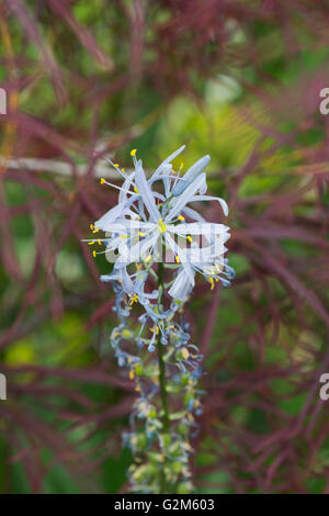 Camassia leichtlinii. Camas Quamash. Fleur jacinthe sauvage Banque D'Images