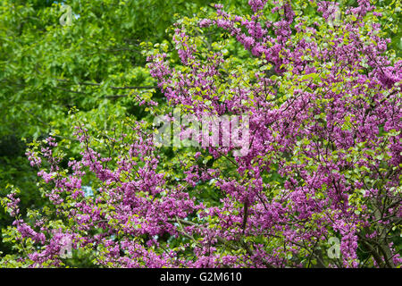 Cercis siliquastrum. Arbre de Judée en fleur au printemps. Arles, France Banque D'Images