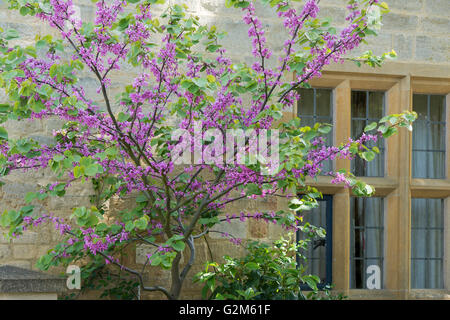 Cercis siliquastrum. Judas arbre en face d'une floraison cotswold cottage au printemps. Arles, France Banque D'Images