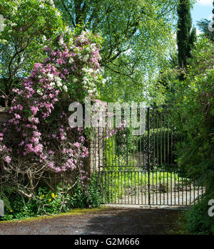 Les clématites en fleurs sur une porte en fer forgé à Icomb, Cotswolds, Gloucestershire, Angleterre Banque D'Images