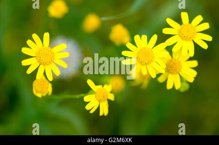 Macro de fleurs jaune vif d'une plus grande chélidoine sur fond vert. Banque D'Images