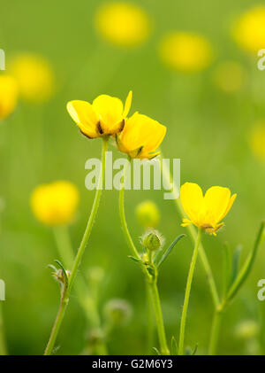 Ranunculus acris fleur, vue rapprochée, selective focus Banque D'Images