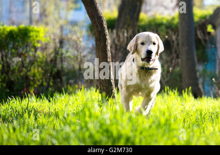 Chiot Golden Retriever s'exécute sur la prairie Banque D'Images