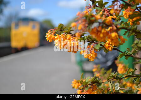 Les fleurs fleurissent à North Weald Station sur l'Epping Ongar Railway, en 31438 tourne en arrière-plan. Banque D'Images