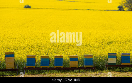 L'urticaire près du champ de colza en fleurs Banque D'Images