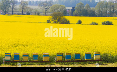 L'urticaire près du champ de colza en fleurs Banque D'Images