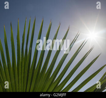 Soleil du matin brille à travers les palmes au Koweït. Banque D'Images