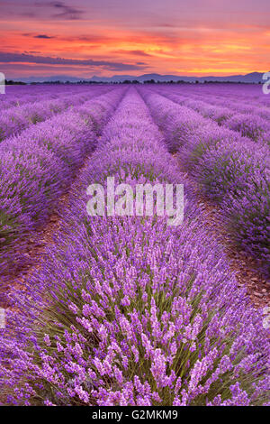 Lever de soleil sur les champs de lavande en fleurs sur le plateau de Valensole en Provence dans le sud de la France. Banque D'Images