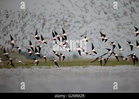 Black-winged stilt, Himantopus himantopus, grande bande en vol, Hongrie, Mai 2016 Banque D'Images
