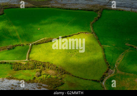 Vue aérienne, Burren, les verts pâturages avec des vaches et des moutons, réserve naturelle, le calcaire, la craie, la formation de Mullaghmore Burren Comté Banque D'Images