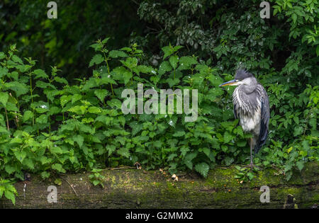 Les jeunes hérons cendrés debout sur un arbre tombé à chariot. Banque D'Images