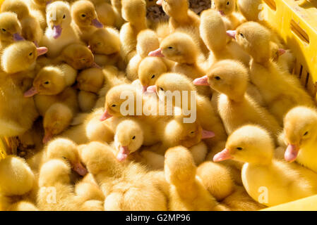 Poussins de chair jaune (Gallus gallus domesticus) le soleil à partir de la hauteur Banque D'Images