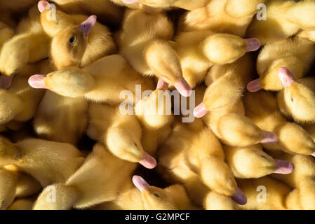 Poussins de chair jaune (Gallus gallus domesticus) le soleil à partir de la hauteur Banque D'Images