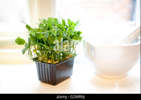 Pousses de pois poussant sur un rebord de la cuisine avec un mortier et pilon blanc aux côtés également connu sous le nom de "micro Herbs Banque D'Images