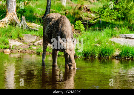 L'orignal (Alces alces), ici une vache est vu l'eau potable à partir d'un lac d'eau douce avec la forêt en arrière-plan. Banque D'Images