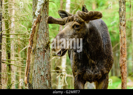 L'orignal (Alces alces), ici un adulte avec des bois de plus en plus sous le velours doux est debout dans la forêt. Banque D'Images