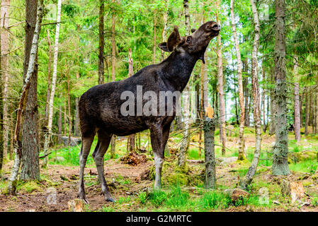 L'orignal (Alces alces), ici un adulte avec des bois de plus en plus sous le velours doux est debout dans la forêt. Banque D'Images