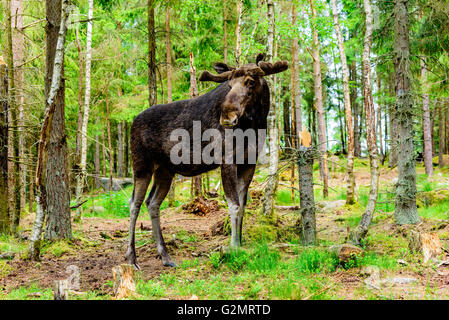 L'orignal (Alces alces), ici un adulte avec des bois de plus en plus sous le velours doux est debout dans la forêt. Banque D'Images
